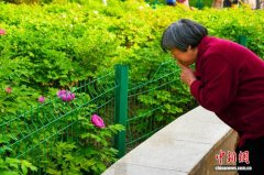 河南郑州：牡丹初开引市民